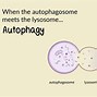 Image result for Fusee Autophages