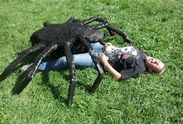 Image result for Giant Spider Legs