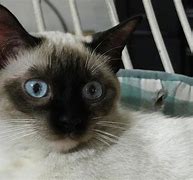 Image result for Siamese Cat Green Eyes
