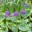 Image result for Allium aflatunense Purple Sensation