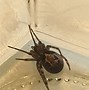 Image result for False Widow Spider Range