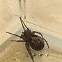 Image result for Poisonous Spiders in UK