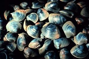 Image result for Oldest Living Cherrystone Quahog in the Ocean