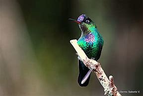 Image result for Panterpe Trochilidae