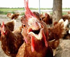 Image result for Funny Chicken Face