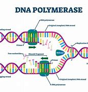 Image result for DNA Polymerase