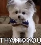 Image result for Thank You GIF for Presentation Dogs