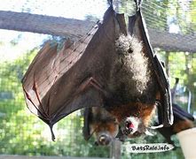 Image result for Fruit Bat Diet