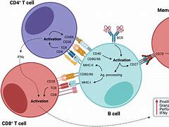 Image result for Memory B Cells Cartoon