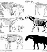 Image result for Picture of Animal That Has Changed Over Hundred of Years