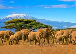 Image result for Safari in Kenya Africa