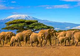 Image result for Kenya Safari Aerial View