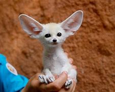 Image result for Cute Exotic Baby Animals