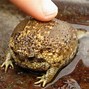 Image result for Funny Frog Species