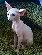 Image result for Egyptian Bald Cat