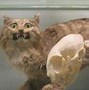Image result for Taxidermy Gone Bad