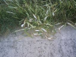 Image result for Monterey Crabgrass Killer