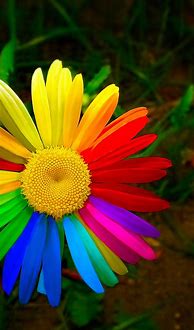 Image result for Very Colorful Phone Wallpaper