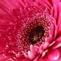 Image result for Flower Wallpaper for iPad