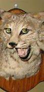 Image result for Badly Taxidermied Cat