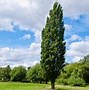 Image result for Poplar Tree Species New Mexico