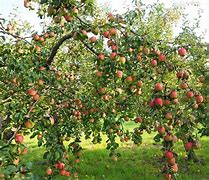 Image result for Apple Trees in India