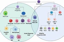 Image result for Immune Cell Differentiation