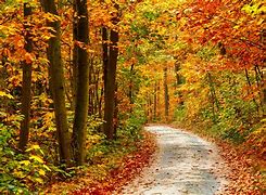 Image result for Nature Trees Forest