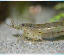 Image result for Berried Amano Shrimp