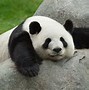 Image result for Panda Eating Bamboo Shoots