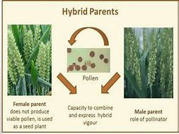 Image result for Wheat Heterosis