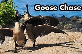 Image result for Mean Goose