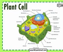 Image result for Typical Plant Cell Diagram