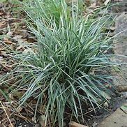 Image result for Ophiopogon japonicus Silver Dragon
