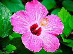 Image result for Tropical Flowers Desktop Background