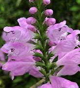 Image result for Physostegia virginiana Bouquet Rose