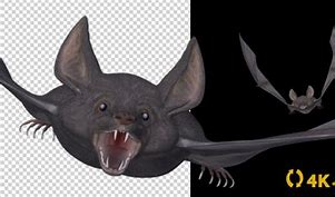 Image result for Flying Vampire Bat