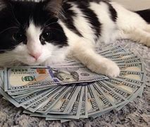 Image result for Cat with Money Bands Meme