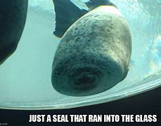 Image result for Broken Seal Meme