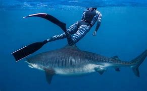 Image result for World's Biggest Tiger Shark