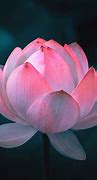Image result for Lotus Blossom Flower