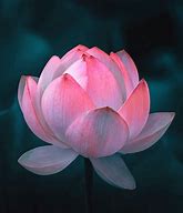 Image result for Lotus Flower Bloom