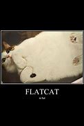 Image result for Flat Cat Meme