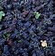 Image result for Grapes Vineyard Background
