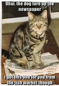 Image result for Cat Reading the Newspaper Meme