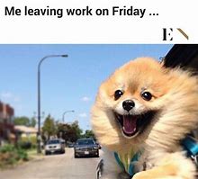 Image result for Office Work Funny Memes Animals