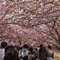 Image result for Osaka Cherry Blossom