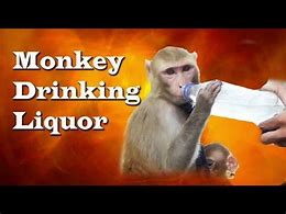 Image result for Funny Monkey Drinking