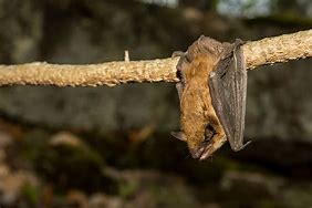 Image result for Bat Species Found in South Carolina