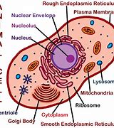 Image result for Labeled Animal Cell Clip Art